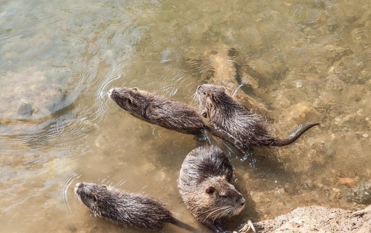 Graffignana, si trova 4 nutrie in casa