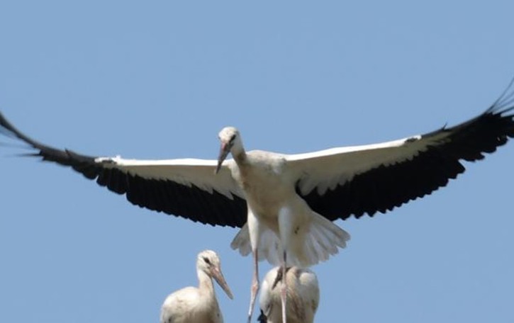 Lassù dove osano le cicogne, che qui ormai sono “di casa”