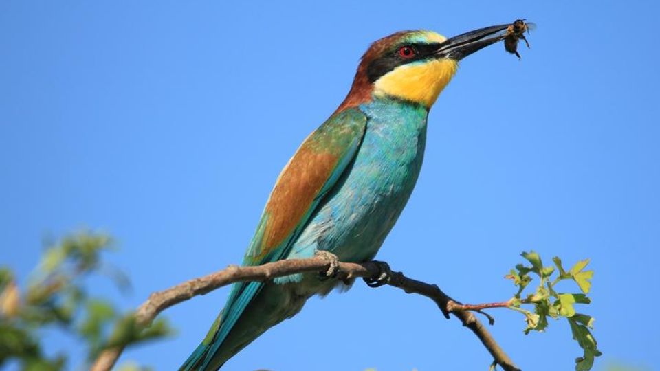 Il Darwin lodigiano che “cattura” la natura lungo il fiume Adda con il suo obiettivo Il Darwin lodigiano che “cattura” la natura lungo il fiume Adda con il suo obiettivo