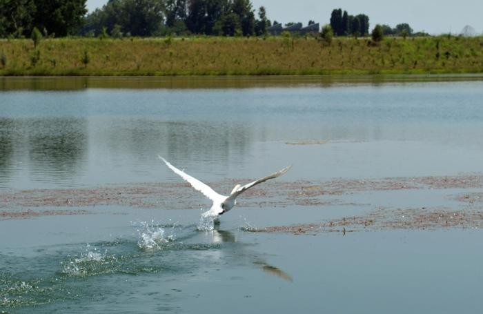 Un cigno nel’ex cava
