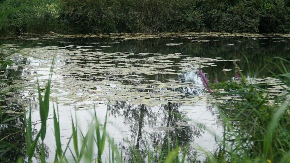 Tra Lodi e Abbadia c’è un sentiero che porta al paradiso delle libellule Tra Lodi e Abbadia c’è un sentiero che porta al paradiso delle libellule