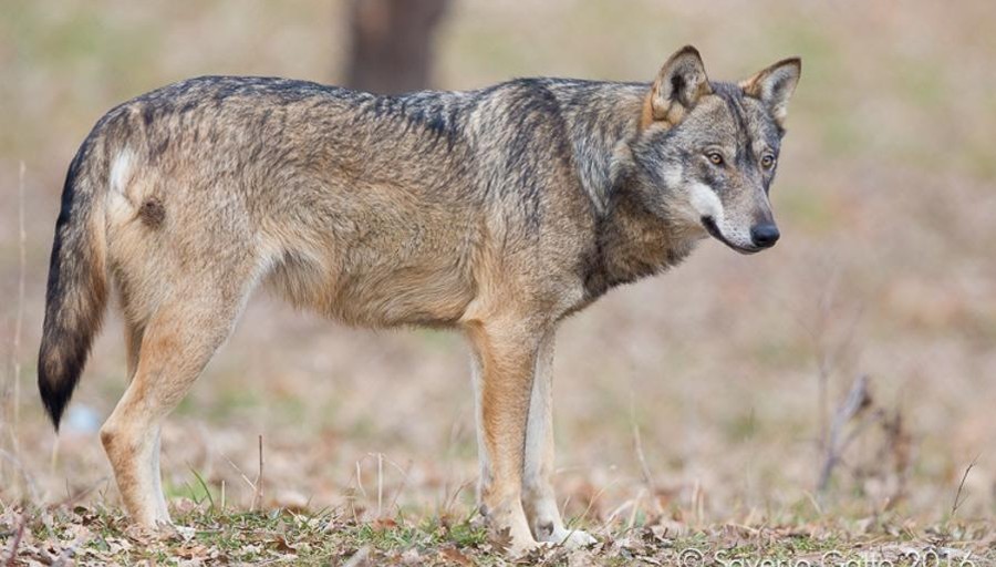 Avvistato Un Lupo Nella Riserva Monticchie Di Somaglia Cronaca Somaglia