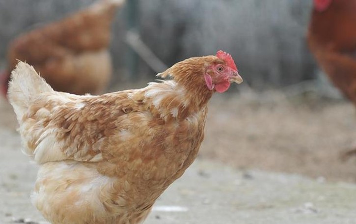 San Colombano, furti senza fine: adesso tocca anche a oche, pulcini e galline