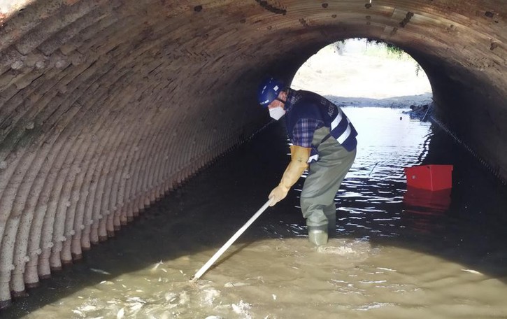 Roggia in secca, volontari Fipsas salvano due tonnellate di pesci