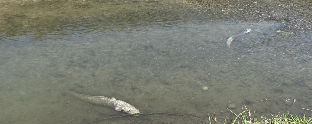lodi vecchio inquinamento allarme per la moria di pesci in un canale cronaca lodi vecchio