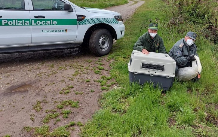 È la lanca di Soltarico la nuova casa del cigno in difficoltà