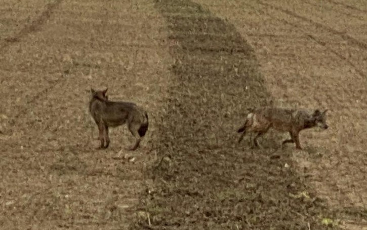 Vitellino sbranato dai lupi di notte all'esterno di una cascina
