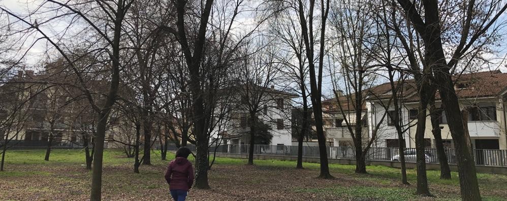 trentasette alberi da abbattere sono pericolosi e li sostituiremo cronaca lodi vecchio