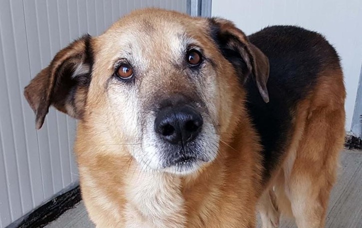 LA VICENDA Cinque cani finiti all’asta, la denuncia della Lav