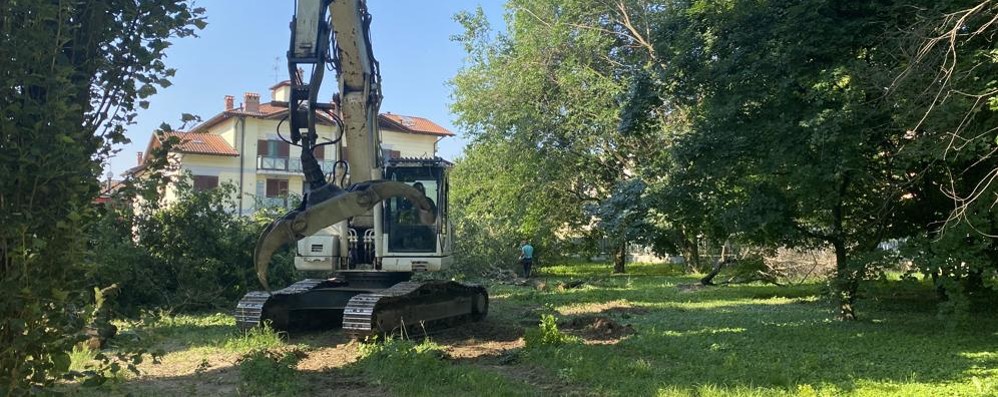 lodi vecchio tagliati gli alberi del parco nonostante le 900 firme cronaca lodi vecchio