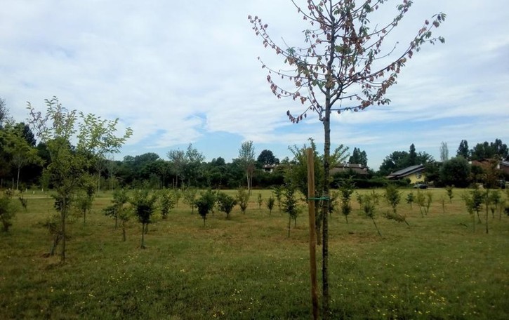 Piante morte di caldo nel bosco dell’Addetta a Dresano