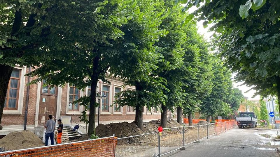 Abbattimento dei tigli, una diffida per il Comune di Paullo ...