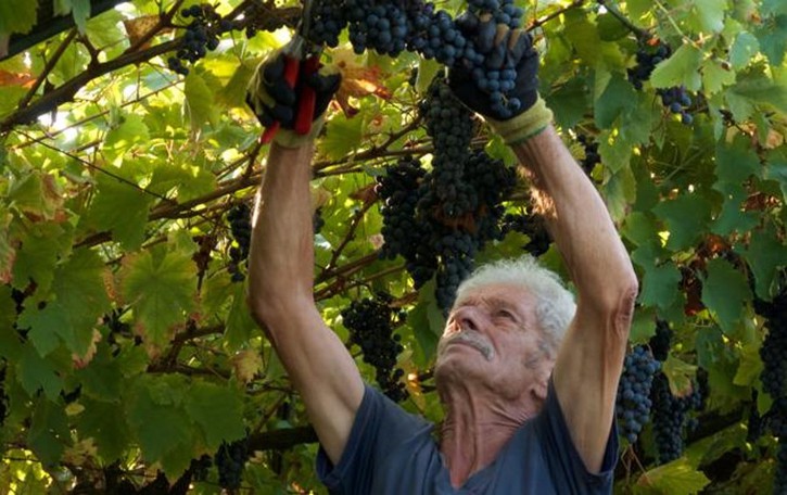 SAN COLOMBANO Le “bizze” del meteo fanno slittare la vendemmia