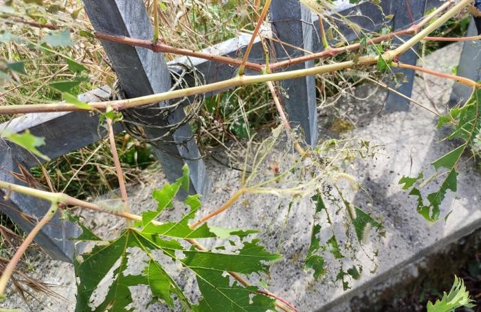 Le foglie mangiate dagli insetti infestanti