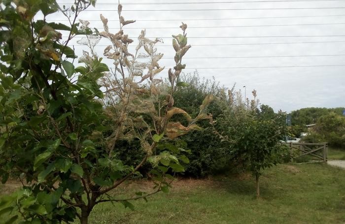Un albero sotto attacco a Zivido