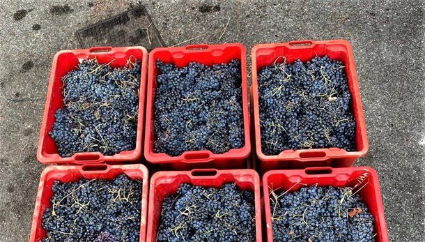 VENDEMMIA 2021 Profumi e gradazione, il rosso della collina di San Colombano promette bene
