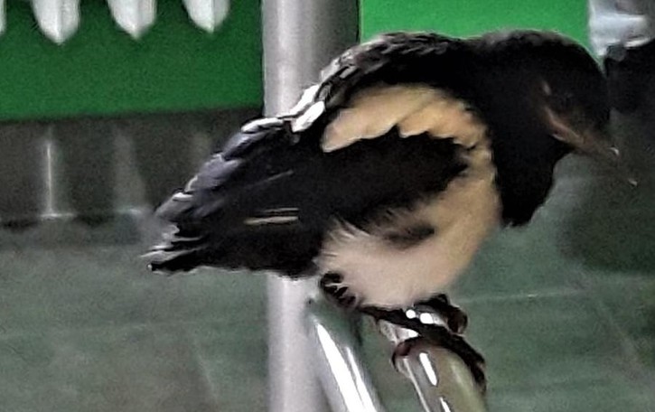 Sparita la gazza che era diventata la mascotte di San Colombano