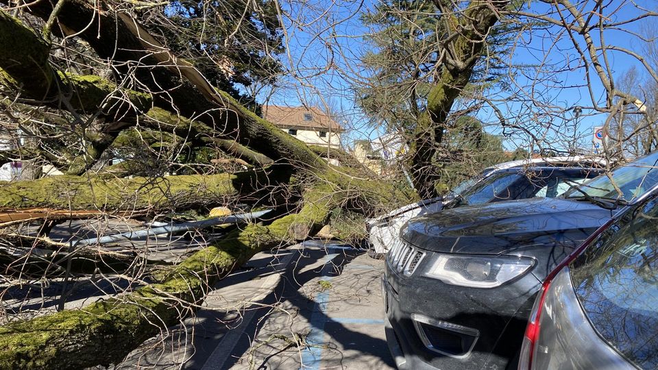 LA MAPPA DEL VERDE A Lodi un censimento degli alberi per prevenire crolli e tagli LA MAPPA DEL VERDE A Lodi un censimento degli alberi per prevenire crolli e tagli