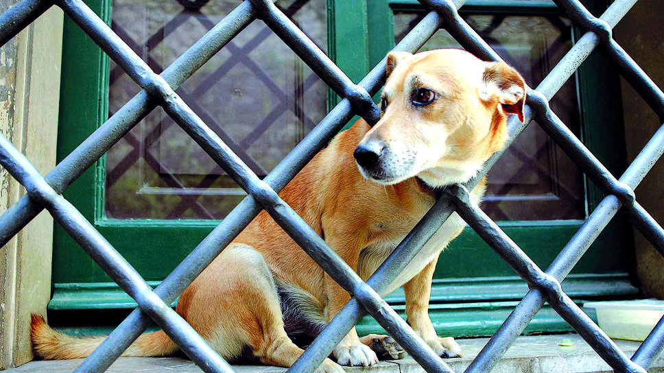 TAVAZZANO "He buried his dog in the garden but no one intervened" 3 TAVAZZANO