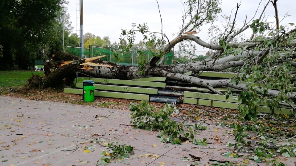LODI Un mese fa il crollo dell’albero sulla tribunetta, campo da baseball ancora chiuso LODI Un mese fa il crollo dell’albero sulla tribunetta, campo da baseball ancora chiuso