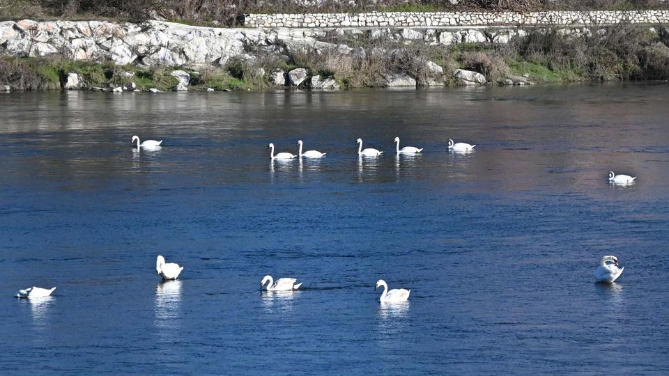 Lo spettacolo dei cigni sull’Adda: se ne contano persino diciotto! Lo spettacolo dei cigni sull’Adda: se ne contano persino diciotto!
