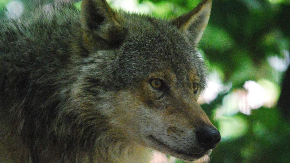 NELLA BASSA Un “tris” di incontri per conoscere il lupo NELLA BASSA Un “tris” di incontri per conoscere il lupo