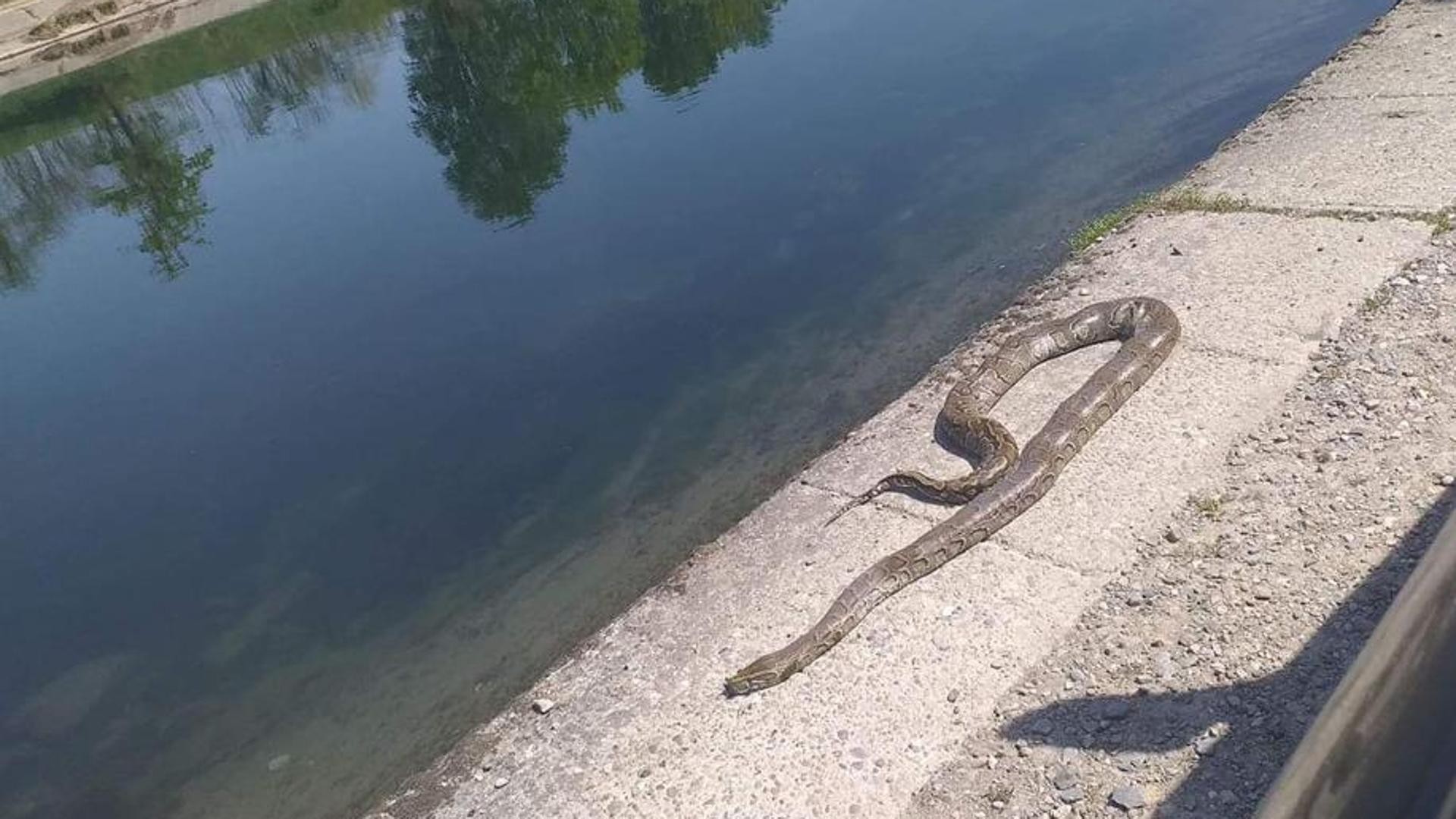 MULAZZANO È ancora mistero sul pitone trovato morto lungo la Muzza