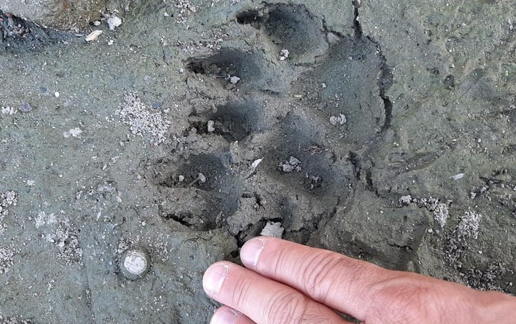 Un’orma di lupo spunta dal fosso a duecento metri dalle abitazioni di Borghetto