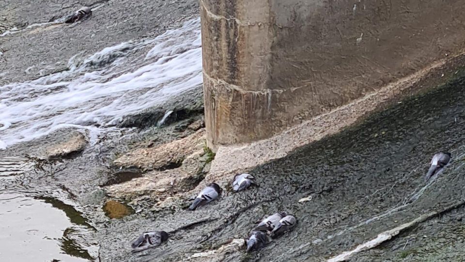 Melegnano, misteriosa strage di piccioni nel Lambro Melegnano, misteriosa strage di piccioni nel Lambro
