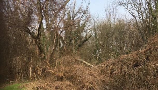 San Donato, decine di alberi crollati nel boschetto. Il Comune: «Restano lì apposta»