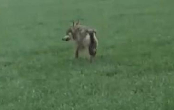 C’è un lupo tra Cavenago e Mairago: ecco la foto