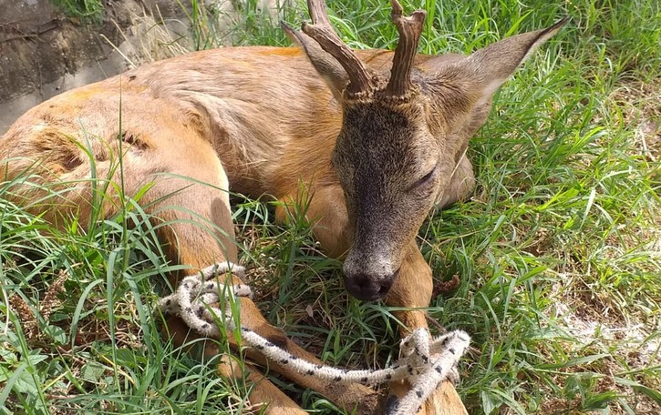 SAN COLOMBANO Non ce l’ha fatta il capriolo salvato dalla roggia in secca