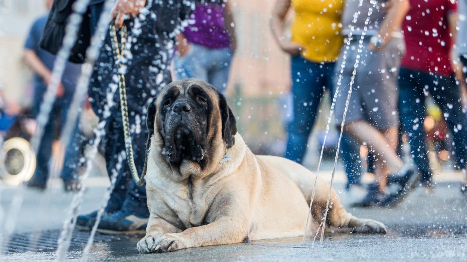 Caldo, dieci giorni “di fuoco” con temperature fino a 40 gradi Caldo, dieci giorni “di fuoco” con temperature fino a 40 gradi