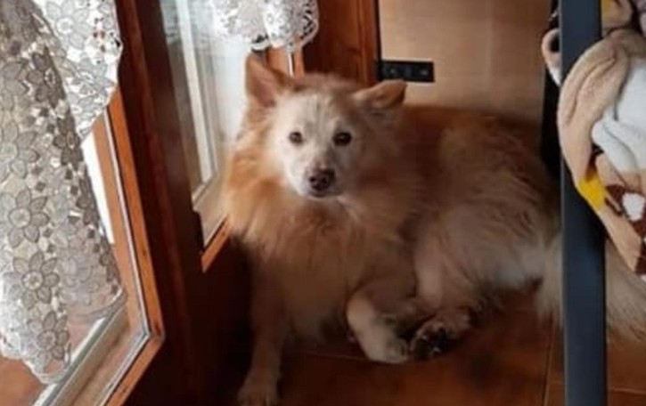 Dresano, cane strangolato con le fascette: Lndc Animal Protection sporge denuncia contro ignoti