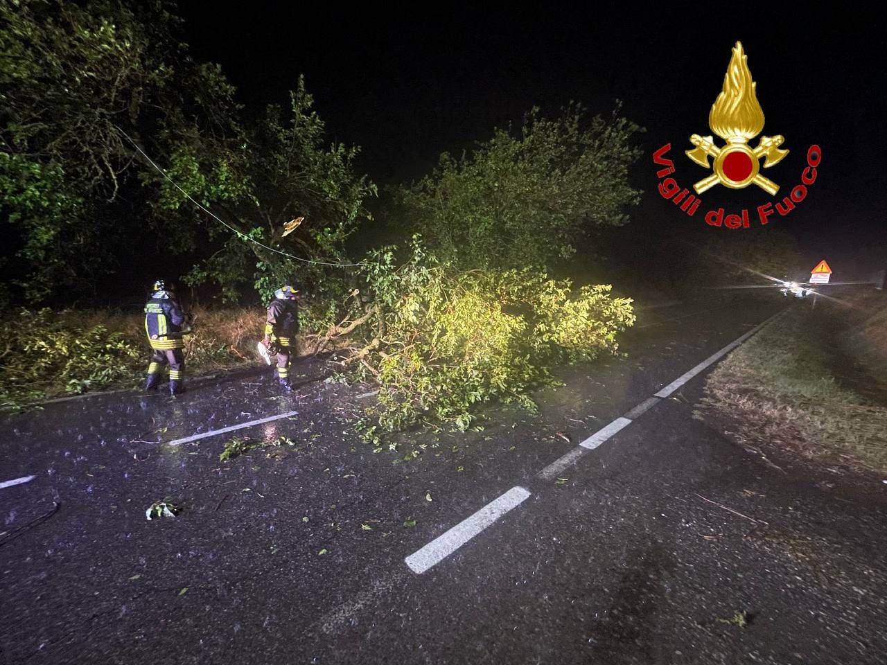 träd återvändsgränd