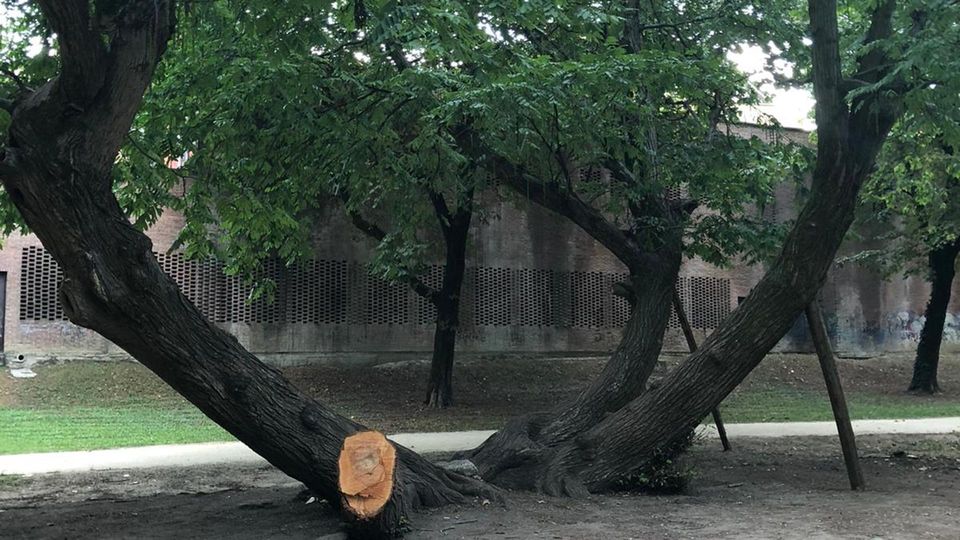 LODI Lo storico albero dell’Isola Carolina perde un tronco LODI Lo storico albero dell’Isola Carolina perde un tronco