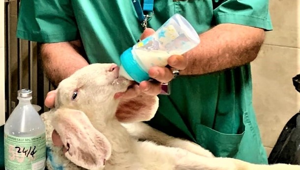 TAVAZZANO Perso e ritrovato, l’agnello salvato ora finalmente ha una nuova casa