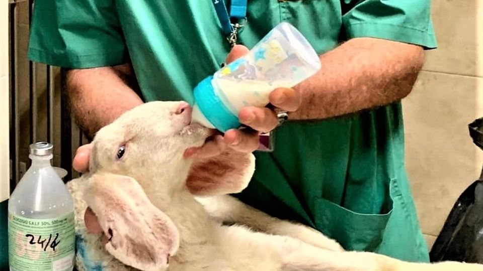 TAVAZZANO Perso e ritrovato, l’agnello salvato ora finalmente ha una nuova casa TAVAZZANO Perso e ritrovato, l’agnello salvato ora finalmente ha una nuova casa
