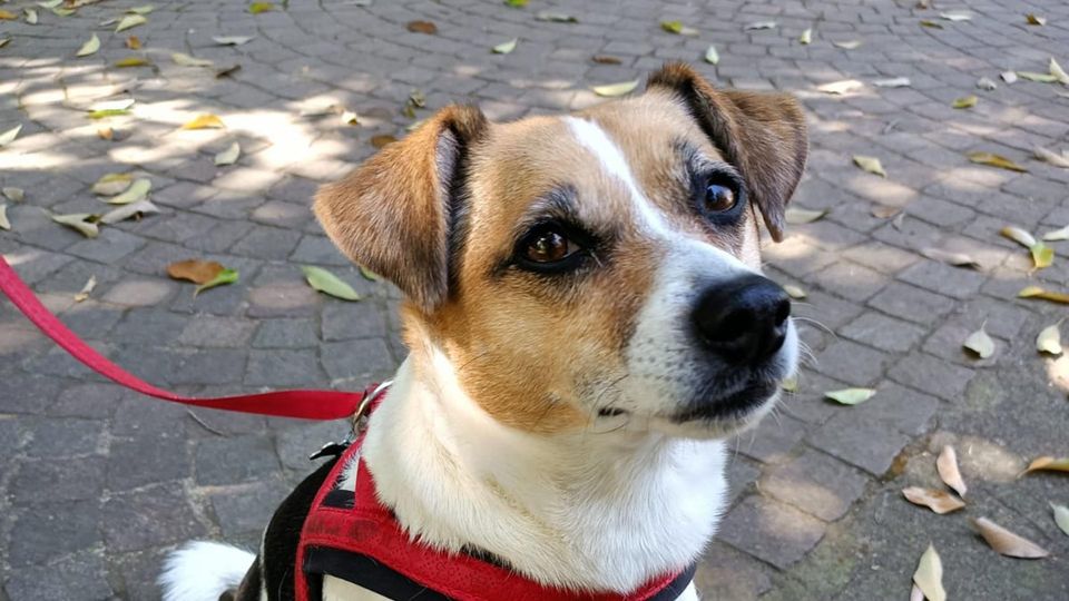 MELEGNANO Maya, piccola jack russel aggredita e uccisa da un pitbull: «Queste cose non devono accadere» MELEGNANO Maya, piccola jack russel aggredita e uccisa da un pitbull: «Queste cose non devono accadere»