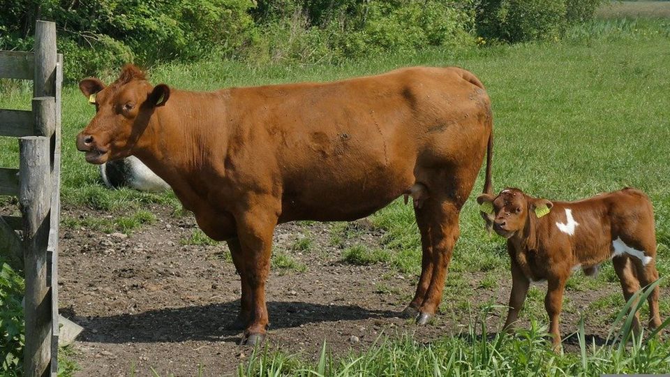 CASTELNUOVO Schiacciato contro un cancello da un bovino CASTELNUOVO Schiacciato contro un cancello da un bovino