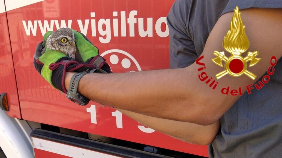 I vigili del fuoco intervengono a Vidardo per salvare una civetta I vigili del fuoco intervengono a Vidardo per salvare una civetta