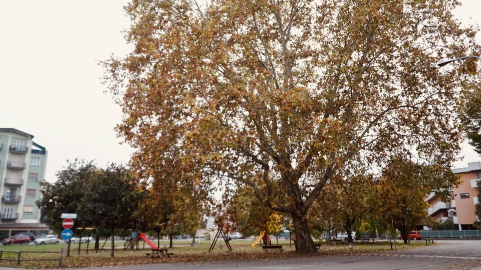 Gli alberi monumentali e la loro bellezza Gli alberi monumentali e la loro bellezza