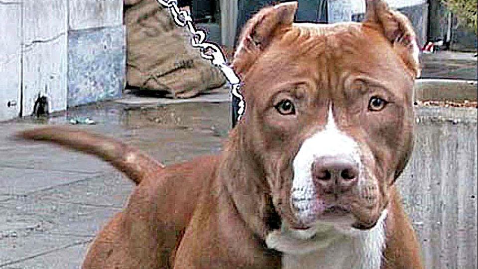 Melegnano, pitbull lasciato libero in centro: sanzionato il proprietario Melegnano, pitbull lasciato libero in centro: sanzionato il proprietario