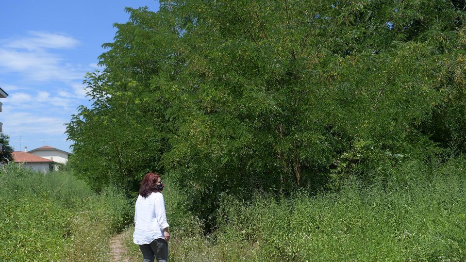 PAULLO Legambiente: «Il bosco di San Pedrino doveva essere salvato» PAULLO Legambiente: «Il bosco di San Pedrino doveva essere salvato»