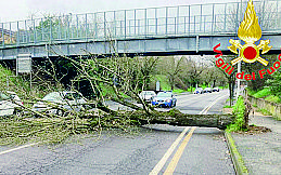 Un albero crollato in via Sforza a Lodi Un albero crollato in via Sforza a Lodi